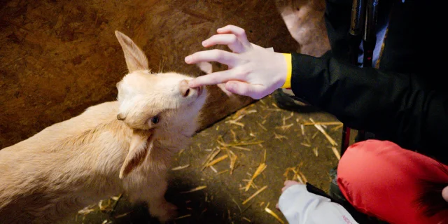 Une petite chèvre blanche (un bébé) lèche le doigt d'un enfant.