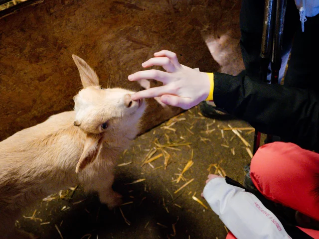 Une petite chèvre blanche (un bébé) lèche le doigt d'un enfant.