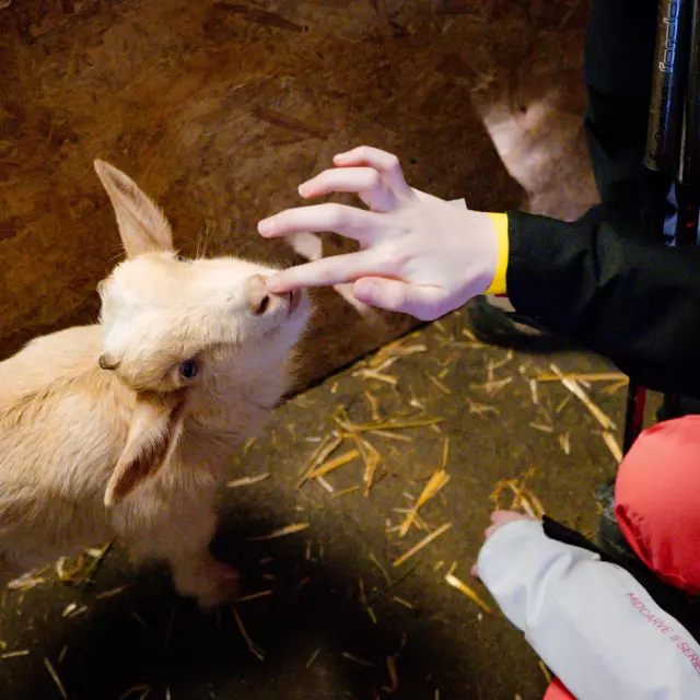 Une petite chèvre blanche (un bébé) lèche le doigt d'un enfant.