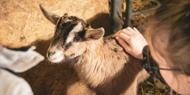 Petite chèvre marron, âgée de quelques semaines se faisant caresser par des enfants.