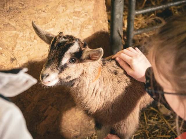 Petite chèvre marron, âgée de quelques semaines se faisant caresser par des enfants.