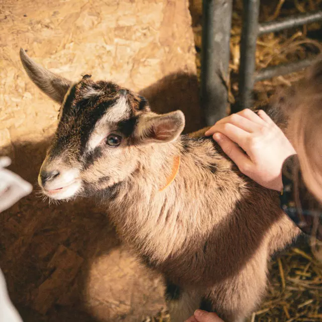 Kleine bruine geit, net een paar weken oud, wordt geaaid door kinderen.