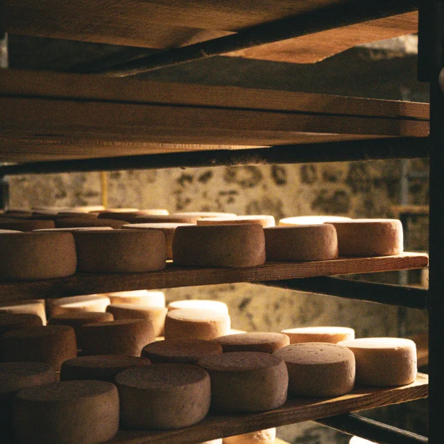 Cheese maturing on shelves in a cellar.