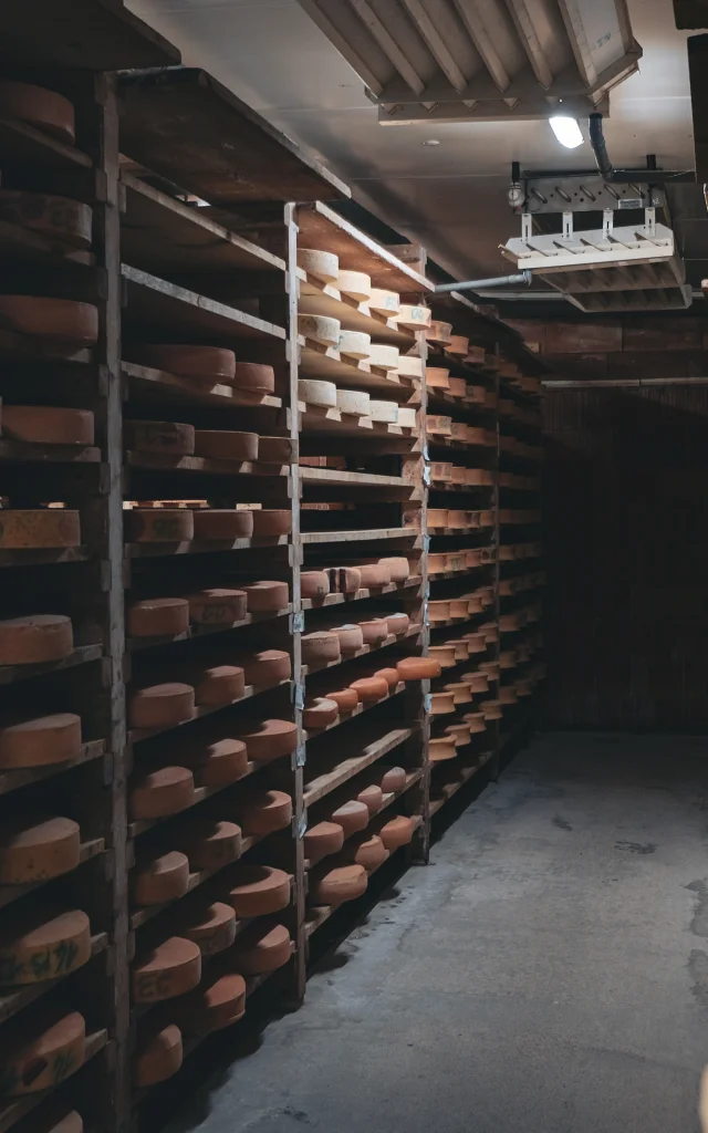 Des fromages d'Abondance sont en maturation sur des étagères en bois dans une cave.