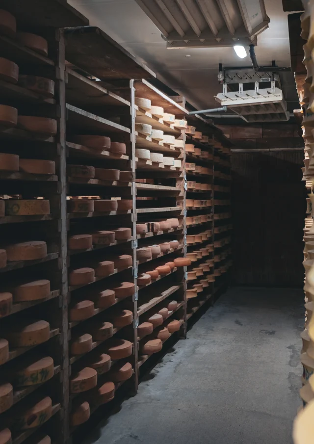 Abondance cheeses are maturing on wooden shelves in a cellar.