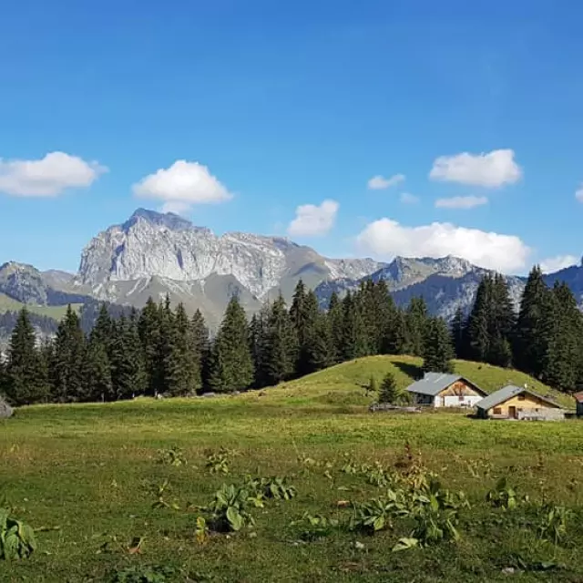 Etendue d'herbe verte avec des fleurs, un refuge à droite et la montagne en fond