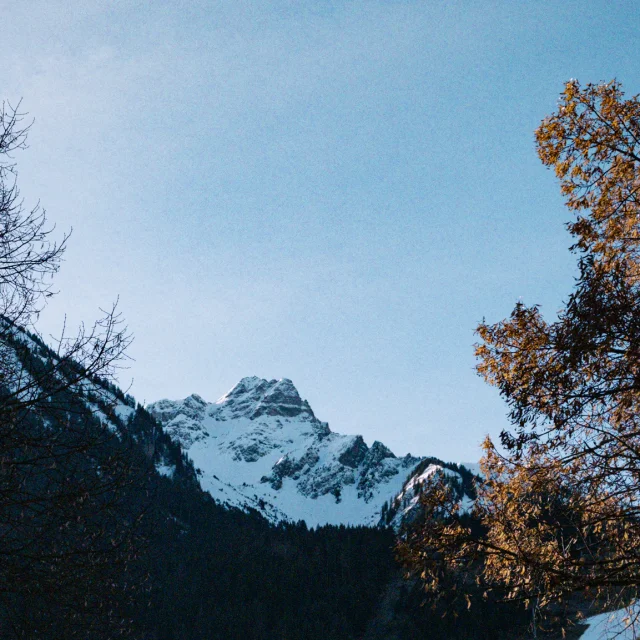 Montagne enneigée sur ciel bleu avec sur la droite un arbre aux feuilles oranges.