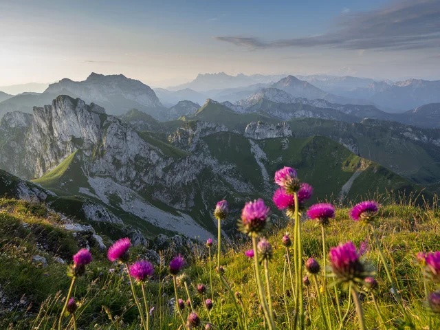 Dent D'Oche