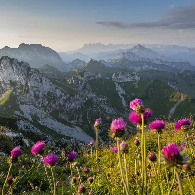 Dent D'Oche