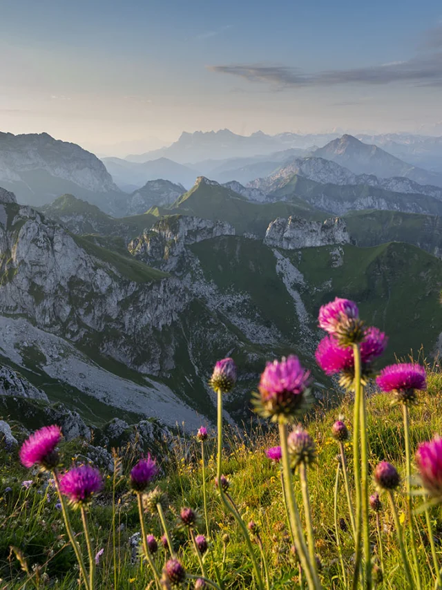 Dent D'Oche