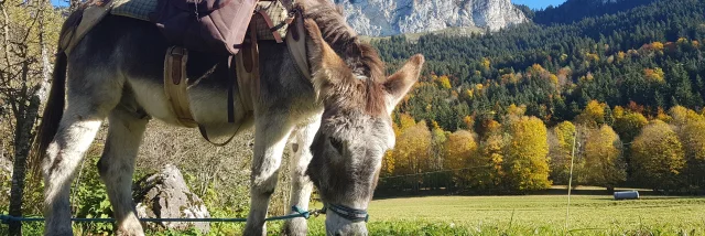 Fermes Des Genti'Anes