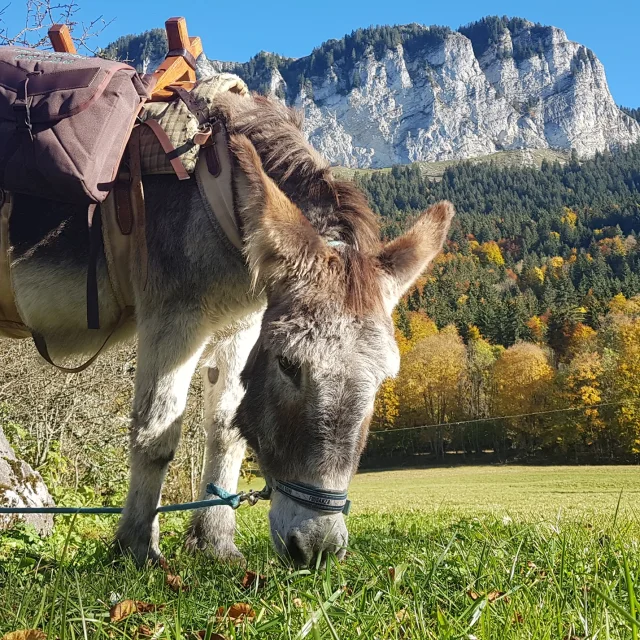 Fermes Des Genti'Anes