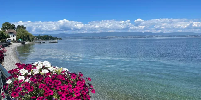 Pot de fleur rose au bord du lac en été