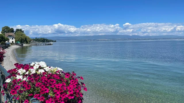 Pot de fleur rose au bord du lac en été