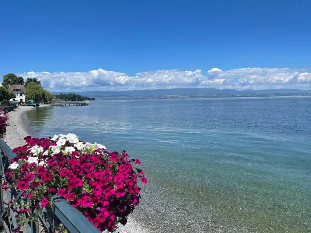 Pot de fleur rose au bord du lac en été