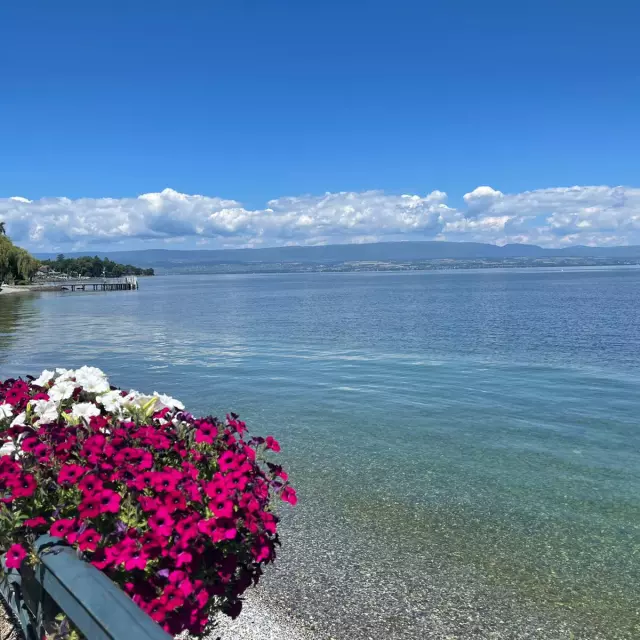 Pot de fleur rose au bord du lac en été