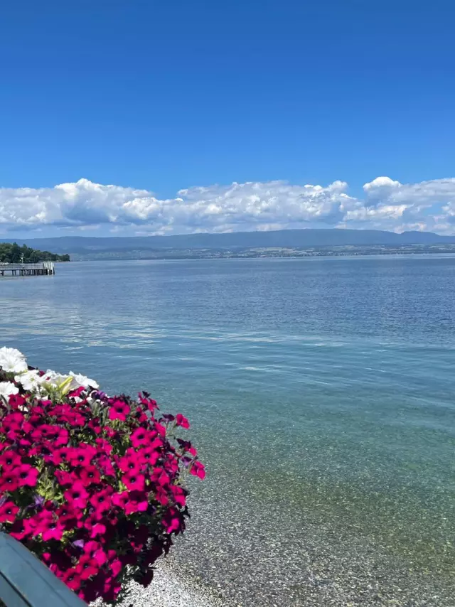 Pot de fleur rose au bord du lac en été