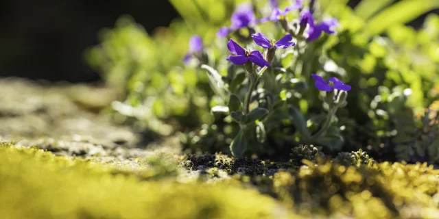 Flore Printemps