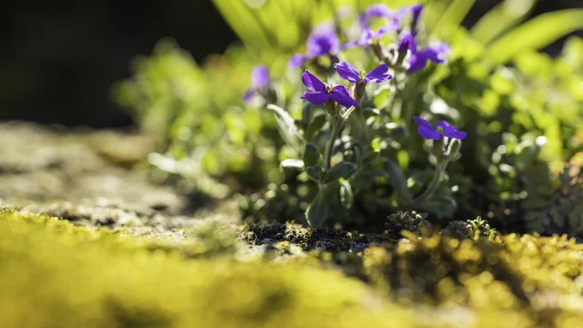 Flore Printemps