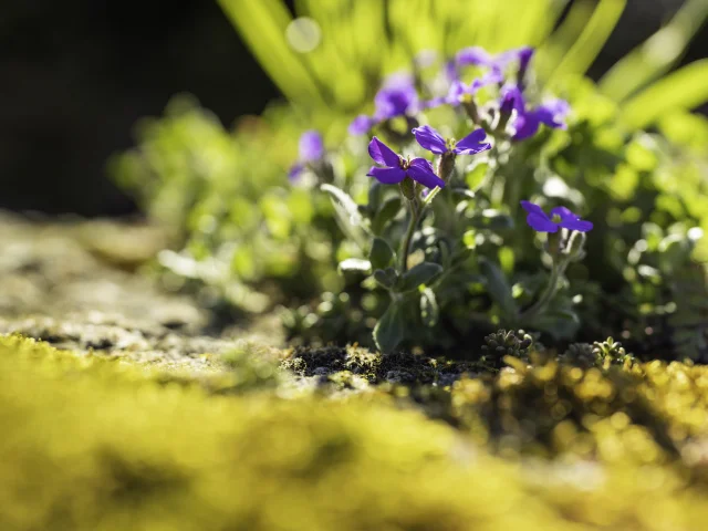 Flore Printemps