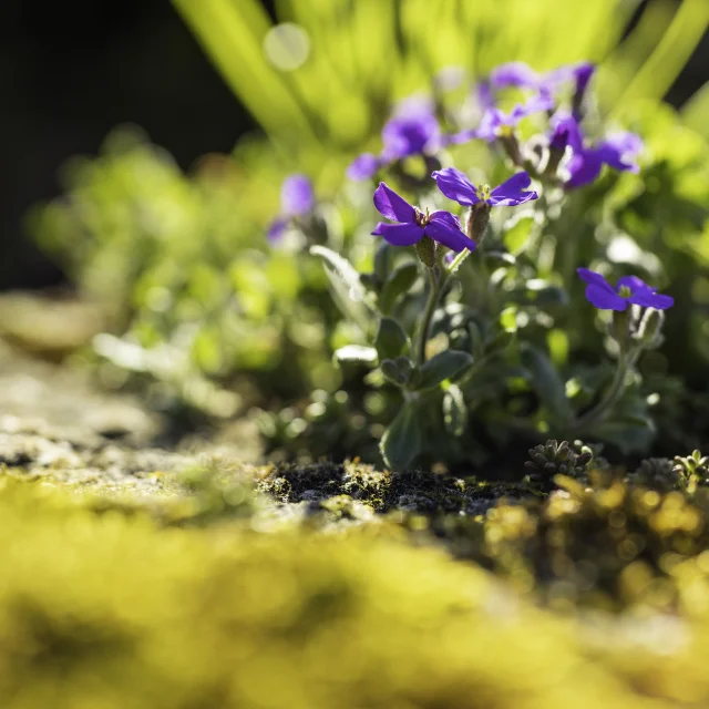 Flore Printemps