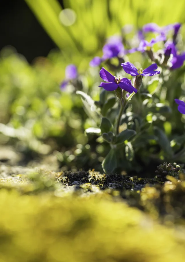 Flore Printemps