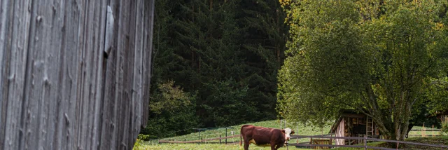 Vache Vers Dranse Abondance Herfst