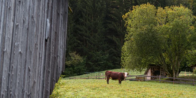 Vache Vers Dranse Abondance Automne