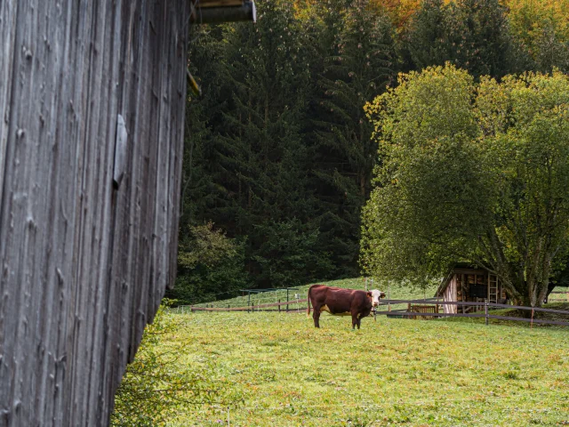 Vache Vers Dranse Abondance Automne