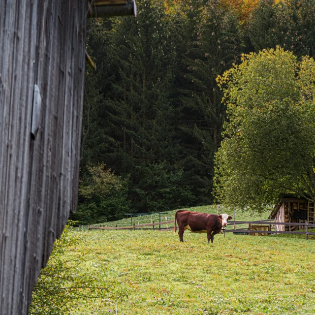 Vache Vers Dranse Abondance Automne