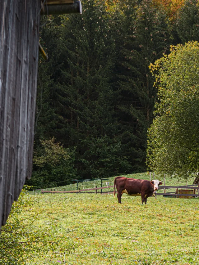 Vache Vers Dranse Abondance Automne