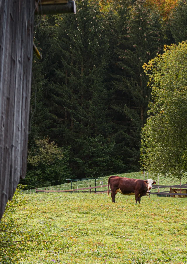 Vache Vers Dranse Abondance Automne