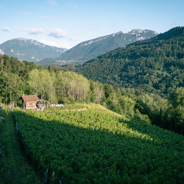 Vignes de Féternes